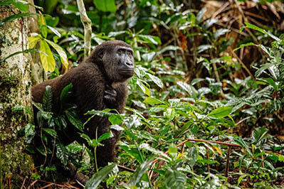 Congo Gorilla Trekking