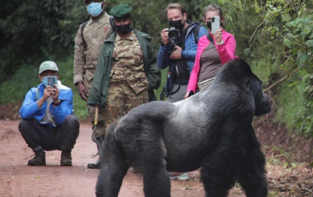 5 Day Uganda Gorillas & Wildlife Lodge Safari