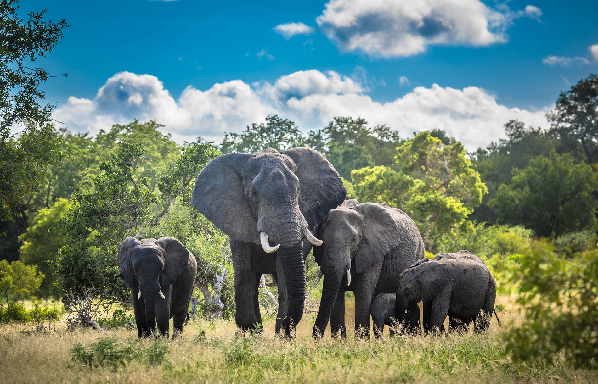6 Day Kruger Safari – Private River Lodge Tour