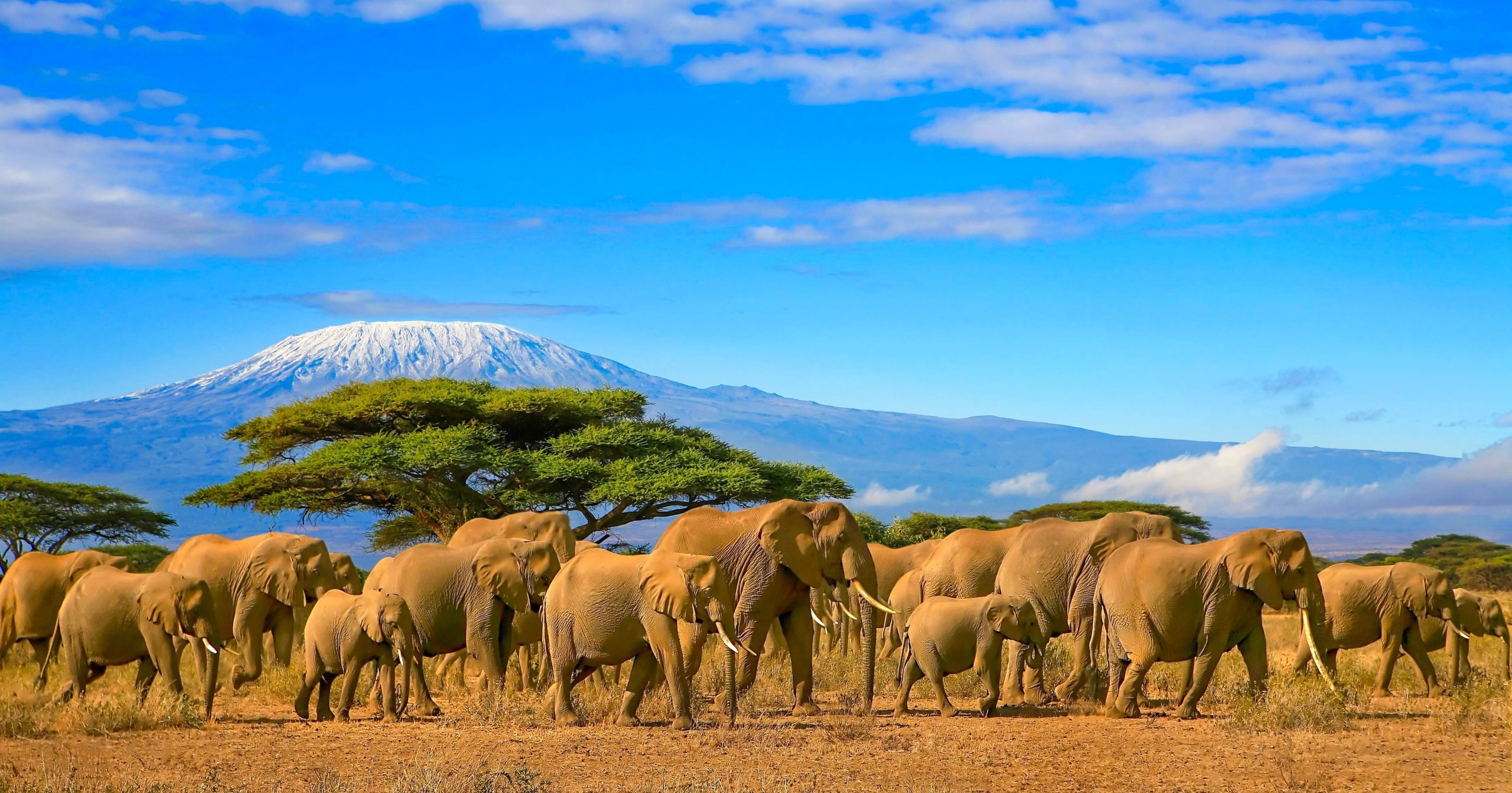 6 Day Northern Tanzania Safari