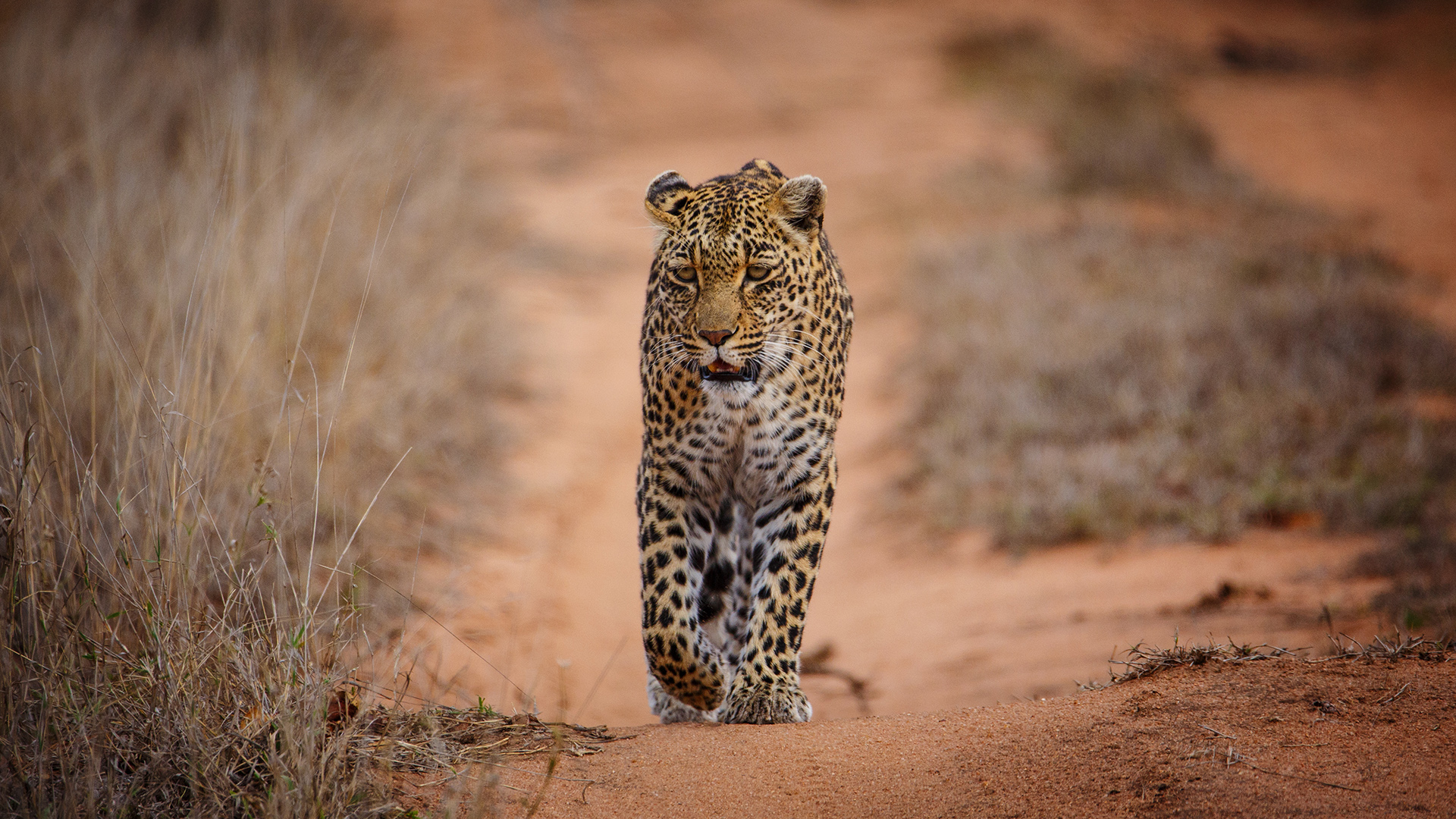 7 Day Sabi Sands & Kruger Safari - Tented Camp Safari
