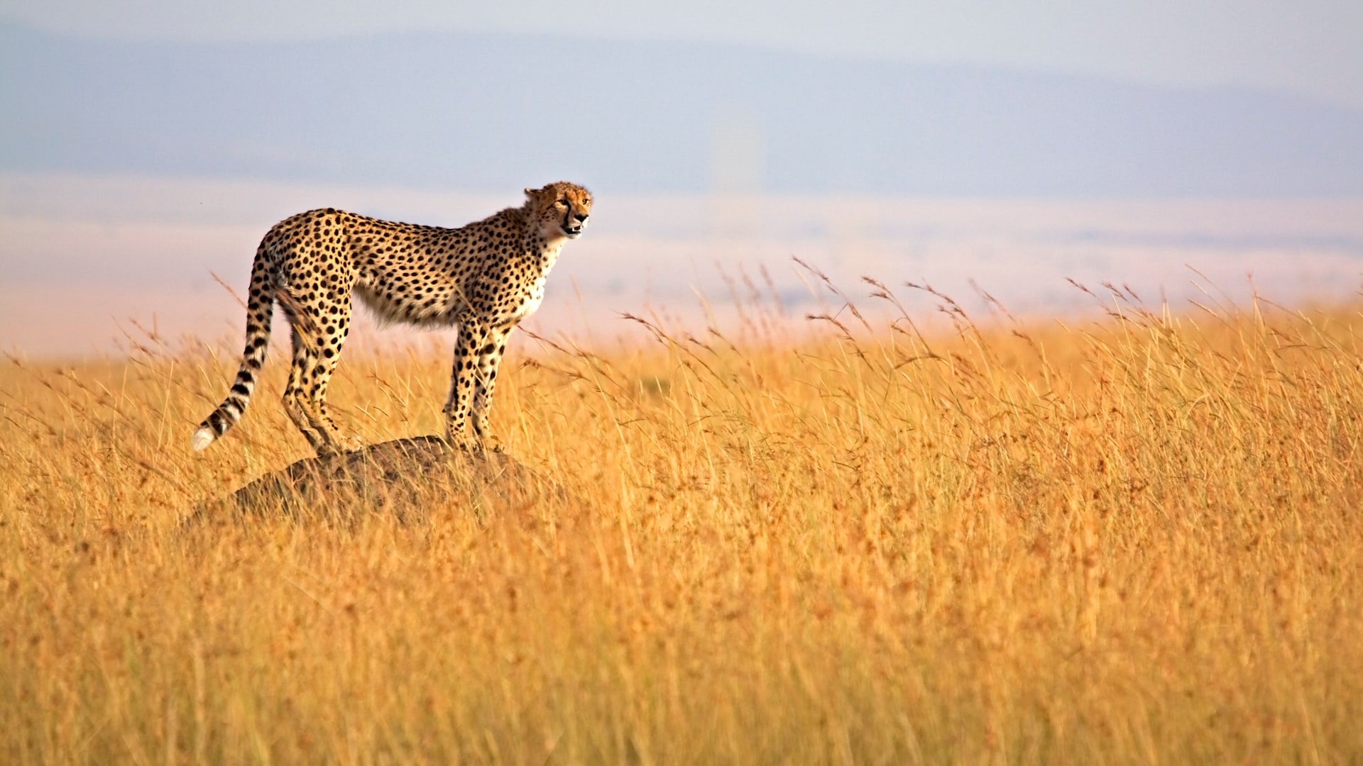 7 Day Samburu, Lake Nakuru & Masai Mara Safari in Kenya