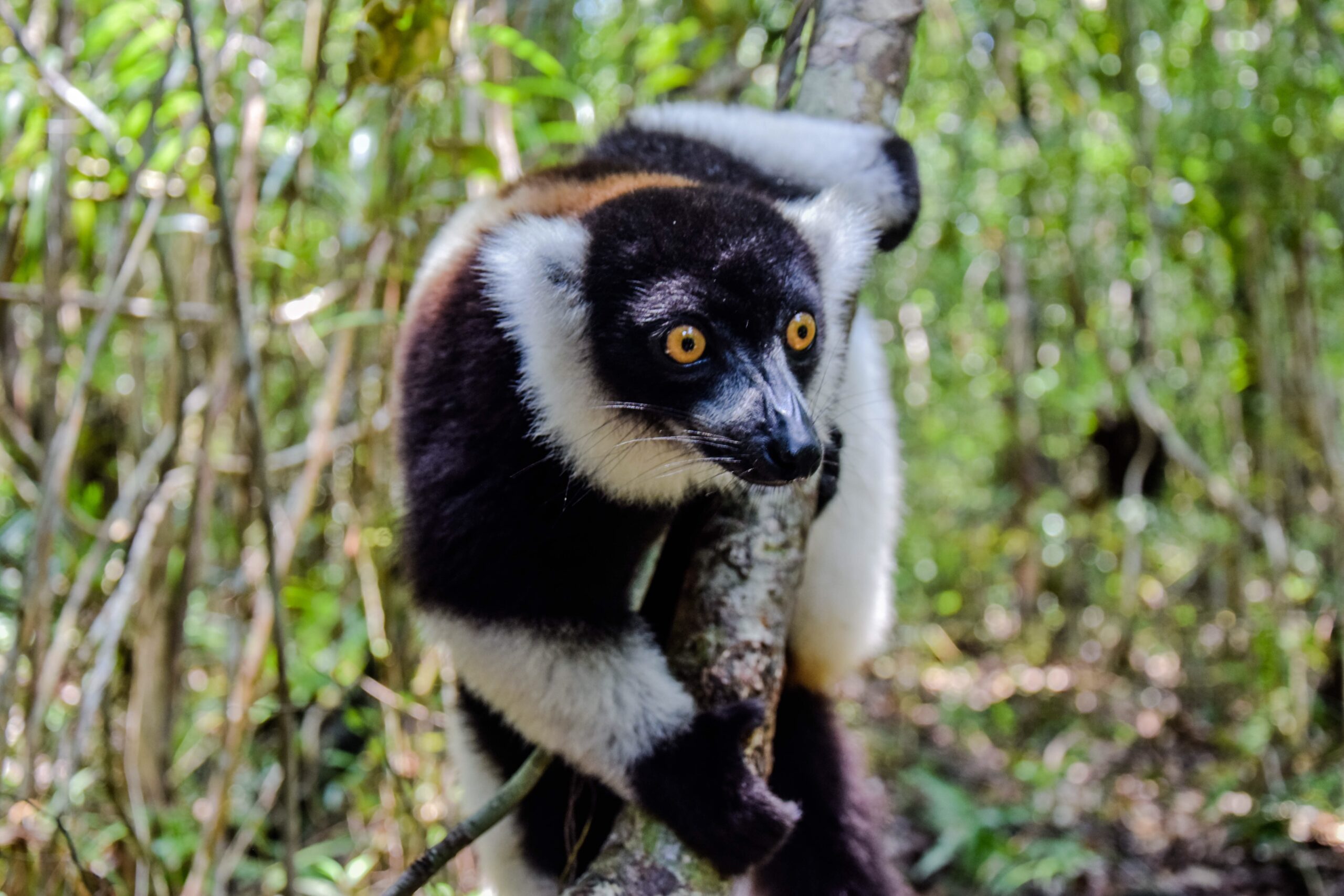 5 Day Andasibe Lemur Safari in Madagascar