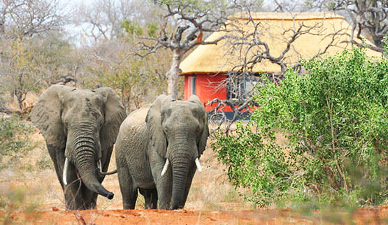 5 Day Greater Kruger Safari – Balule Game Reserve