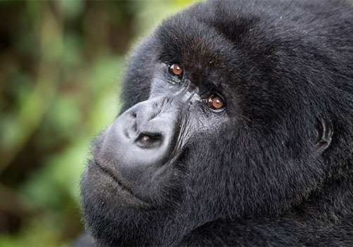 Gorilla tracking
