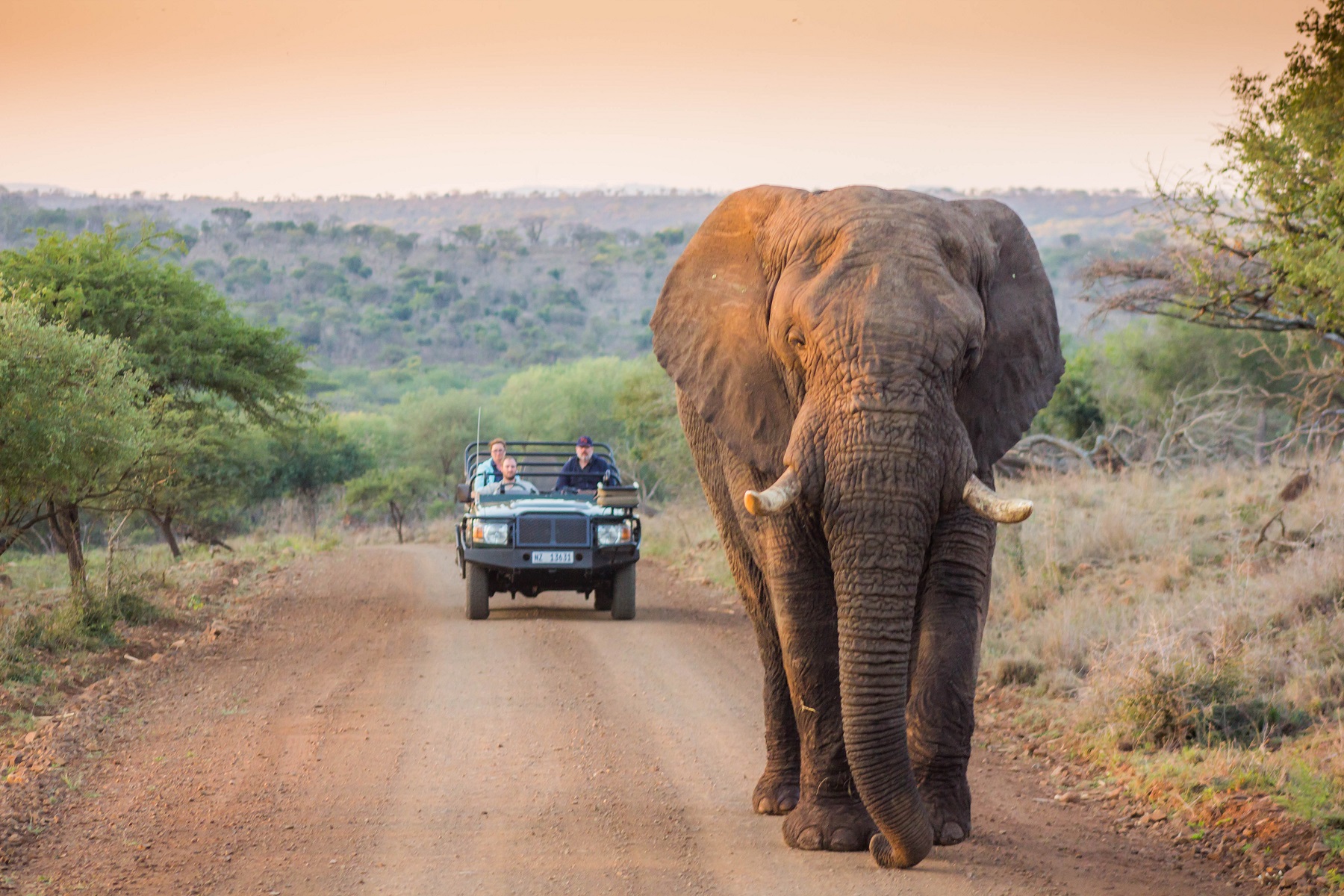 Greater Kruger National Park Tented Camp Safari