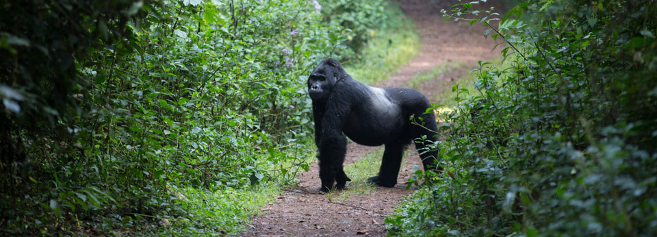 Habituated gorilla families in rwanda