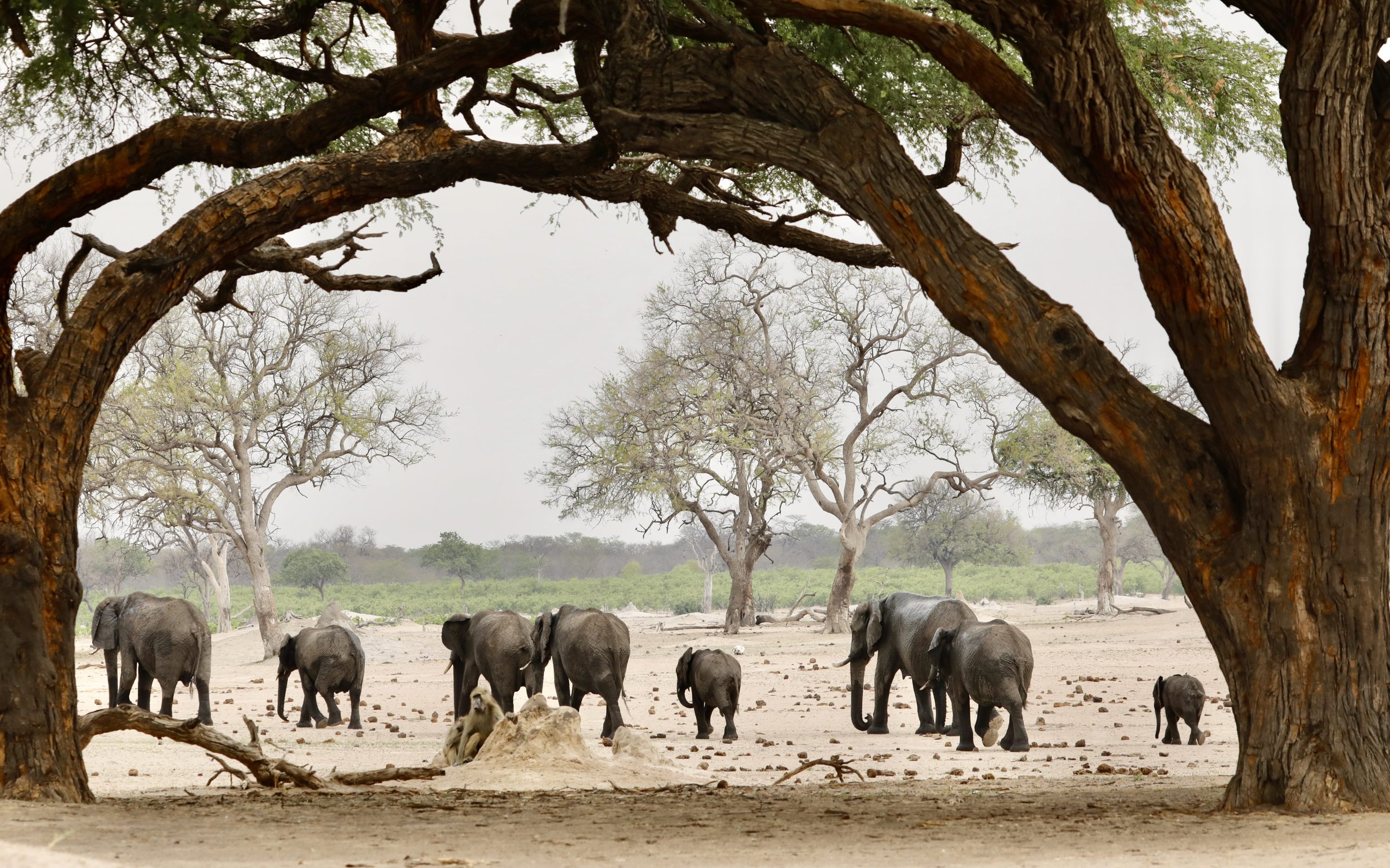 5 Day Zimbabwe Safari to Hwange & Victoria Falls