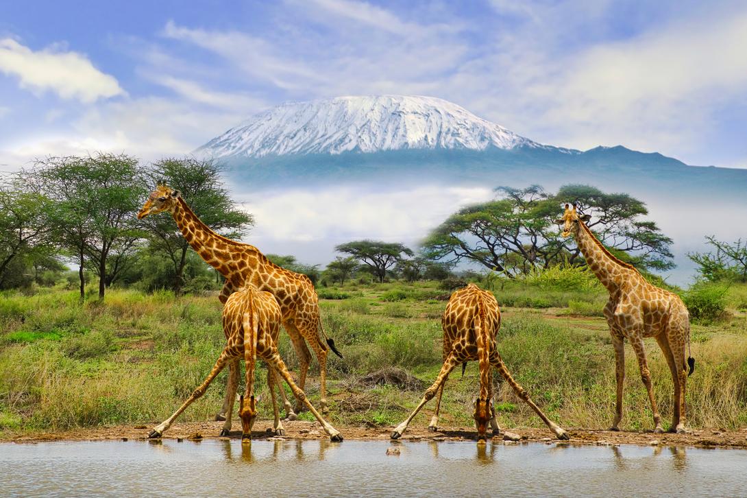 Kenya Safari: Masai Mara, Tsavo & Amboseli