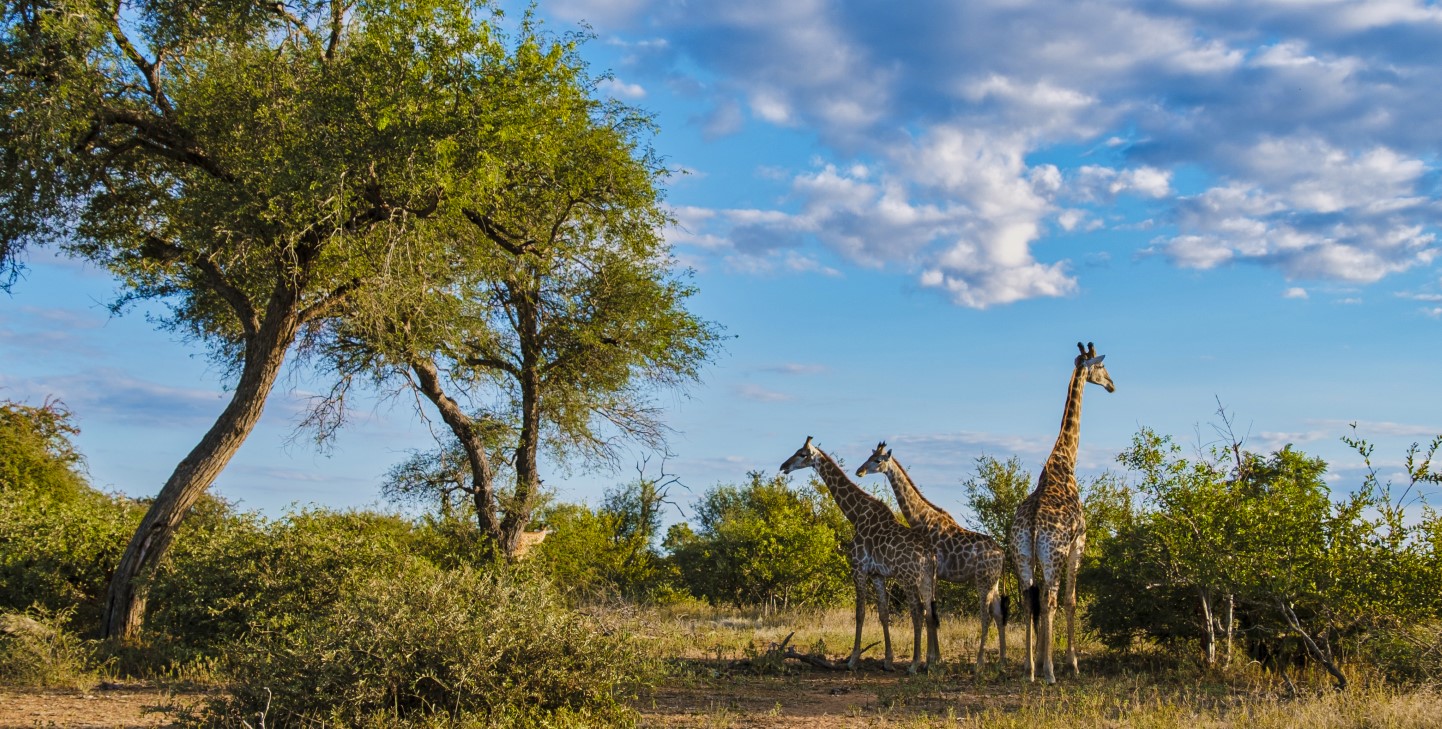 5 Day Kruger National Park Safari – Tented Camping