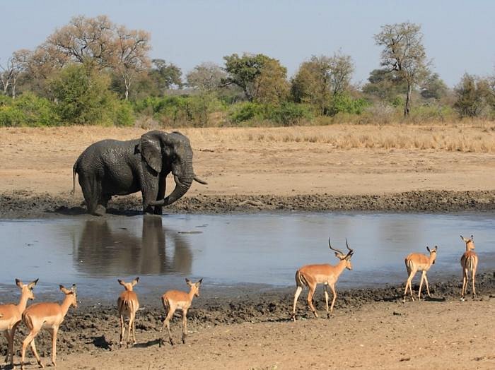 6 Day Kruger Park & Private Game Reserves Safari (Lodge)