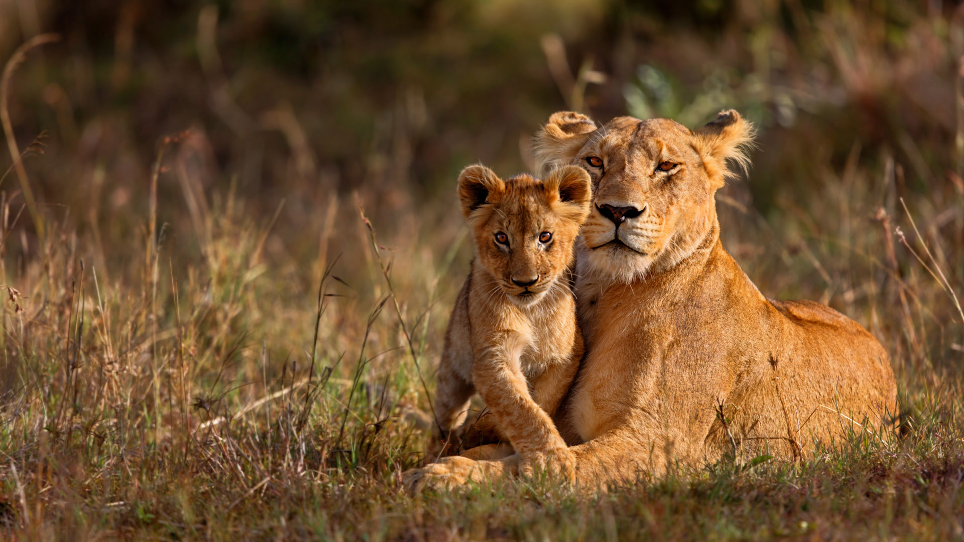 5 Day Kruger Safari & Panorama Route Tour