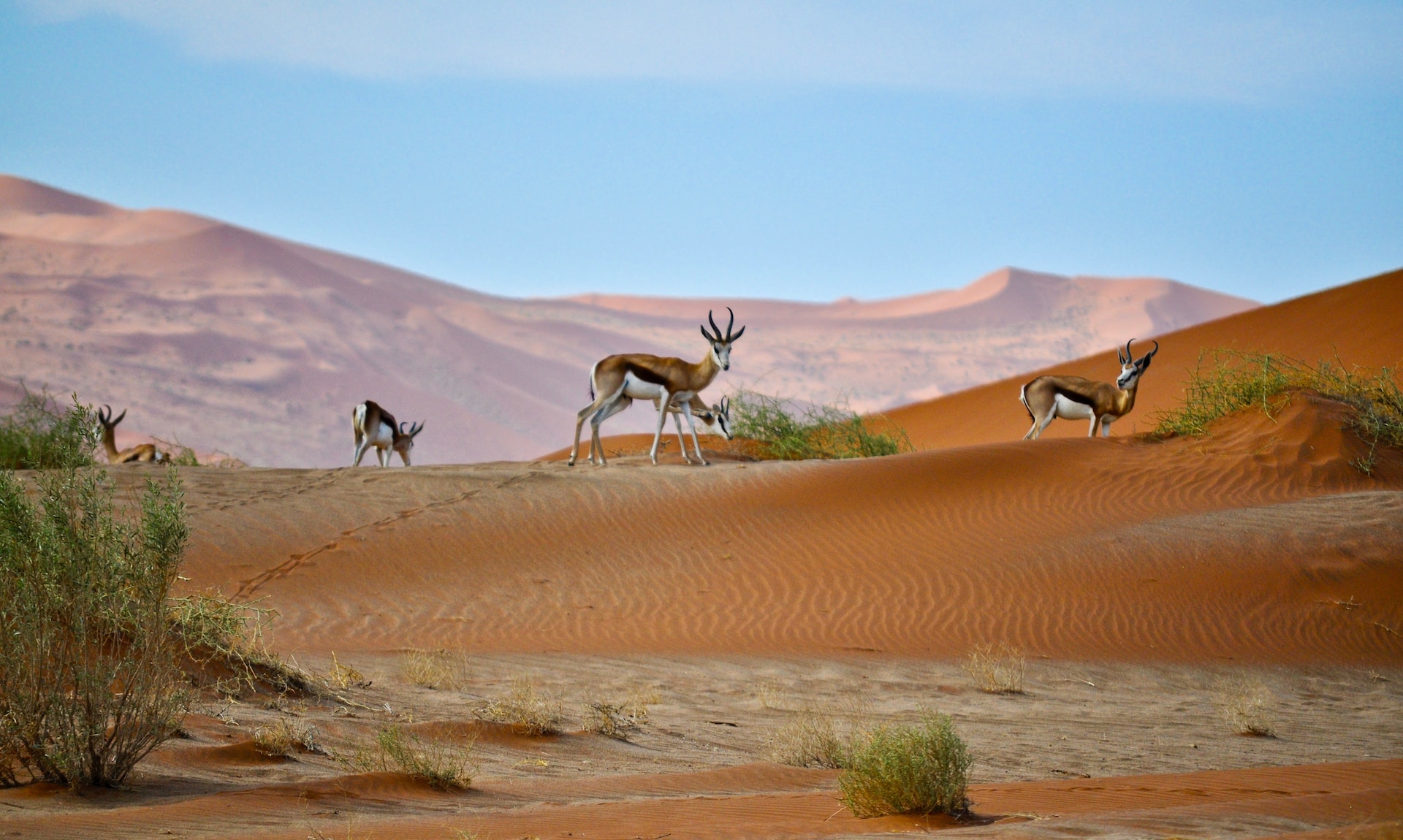 Namibia Safari - Desert, Swakopmund & Etosha Camping Safari