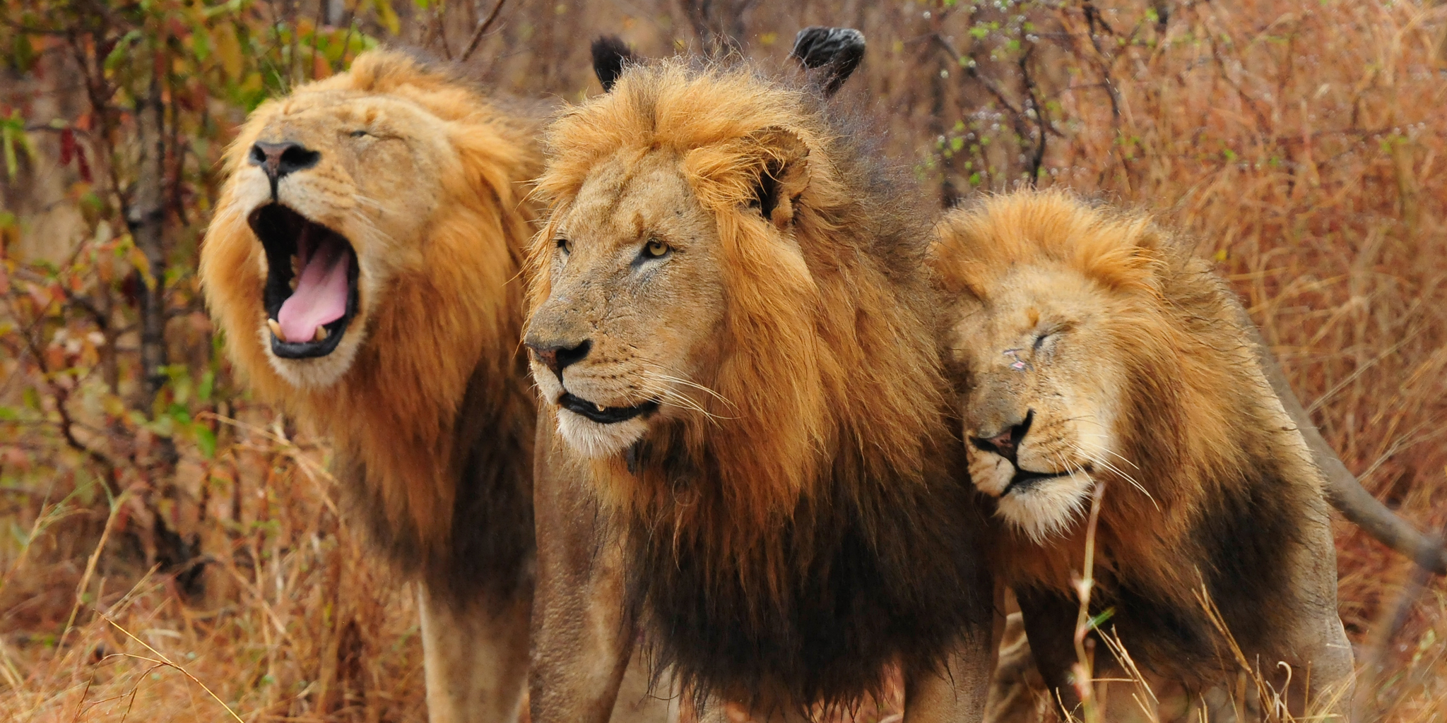 6 Day Kruger & Sabi Sands Safari - Tented Camp Safari