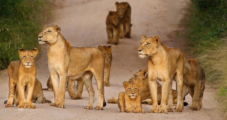 5 Day Sabi Sands & Kruger Safari - Tented Camp Safari