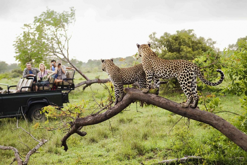 South Africa Safari - Kruger & Private Reserve Overland Tour