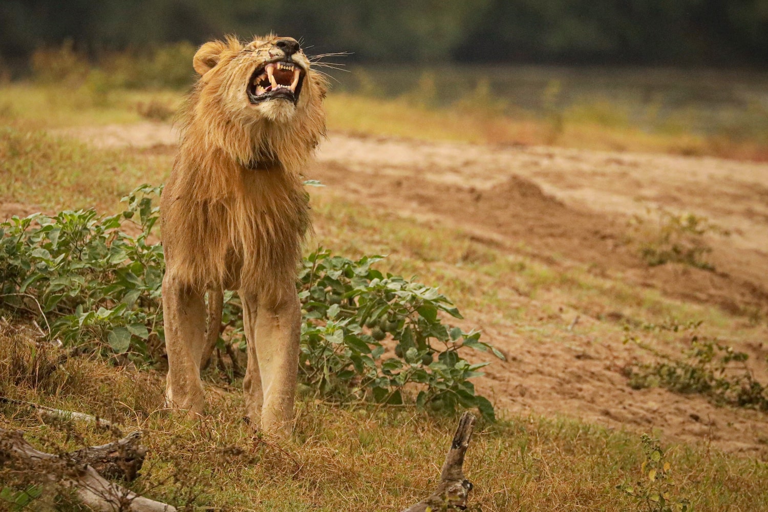 Southern Malawi Safari (Budget Lodge Tour)