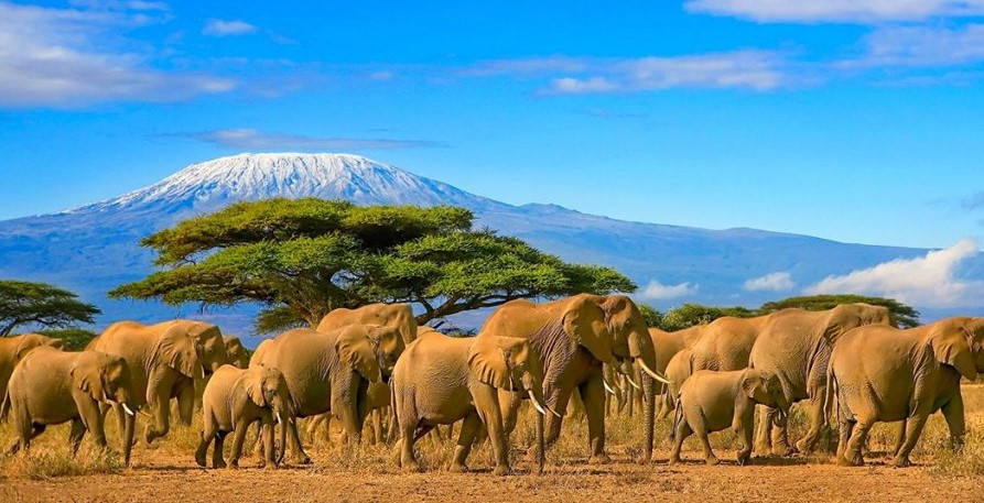 6 Day Private Tanzania Safari - Mikumi & Nyerere National Park