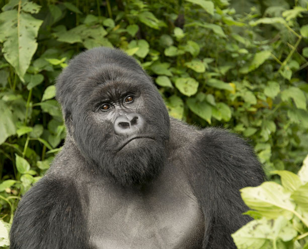 When is The Best Time of the Year for Gorilla Trekking?