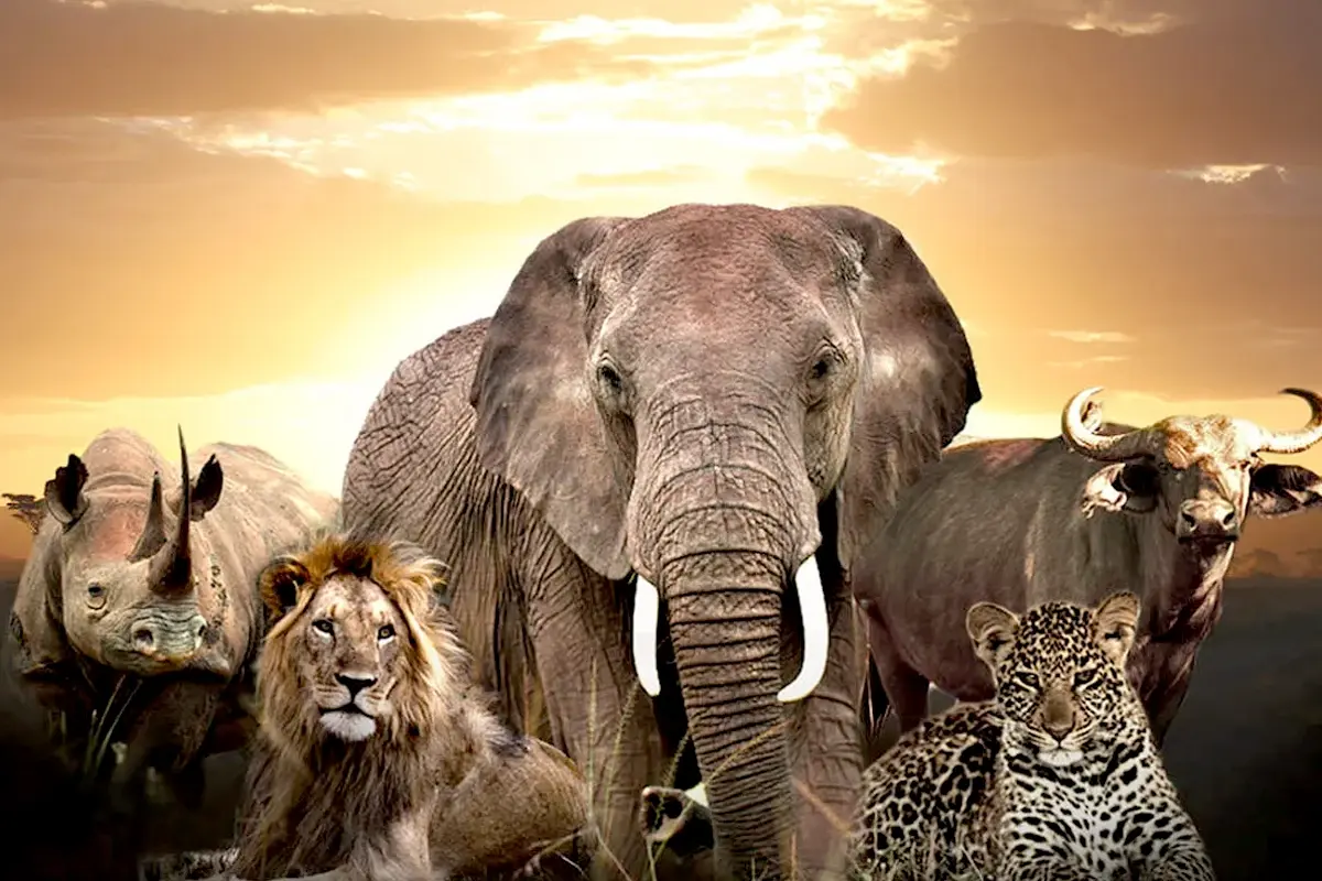 Luxury vs Budget Safari: What’s the Best Way to See the Big Five in Africa?