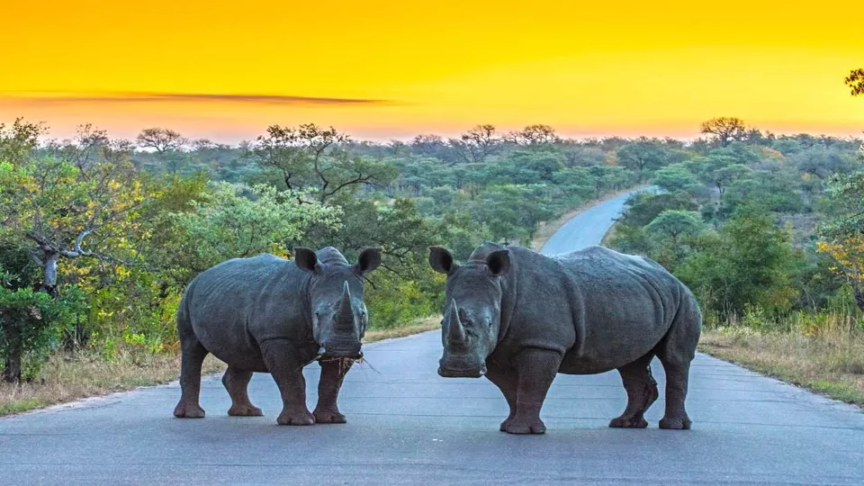 5 Day Kruger National Park Safari (Bungalow Tour)
