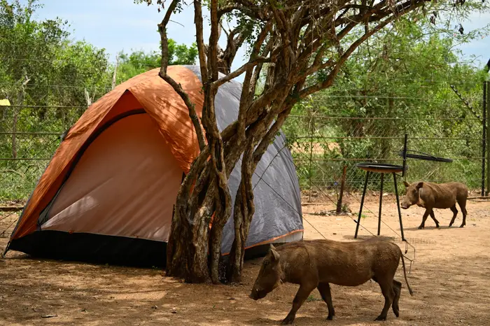 6 Day Kruger Park Budget Safari (Backpackers Lodge Tour)