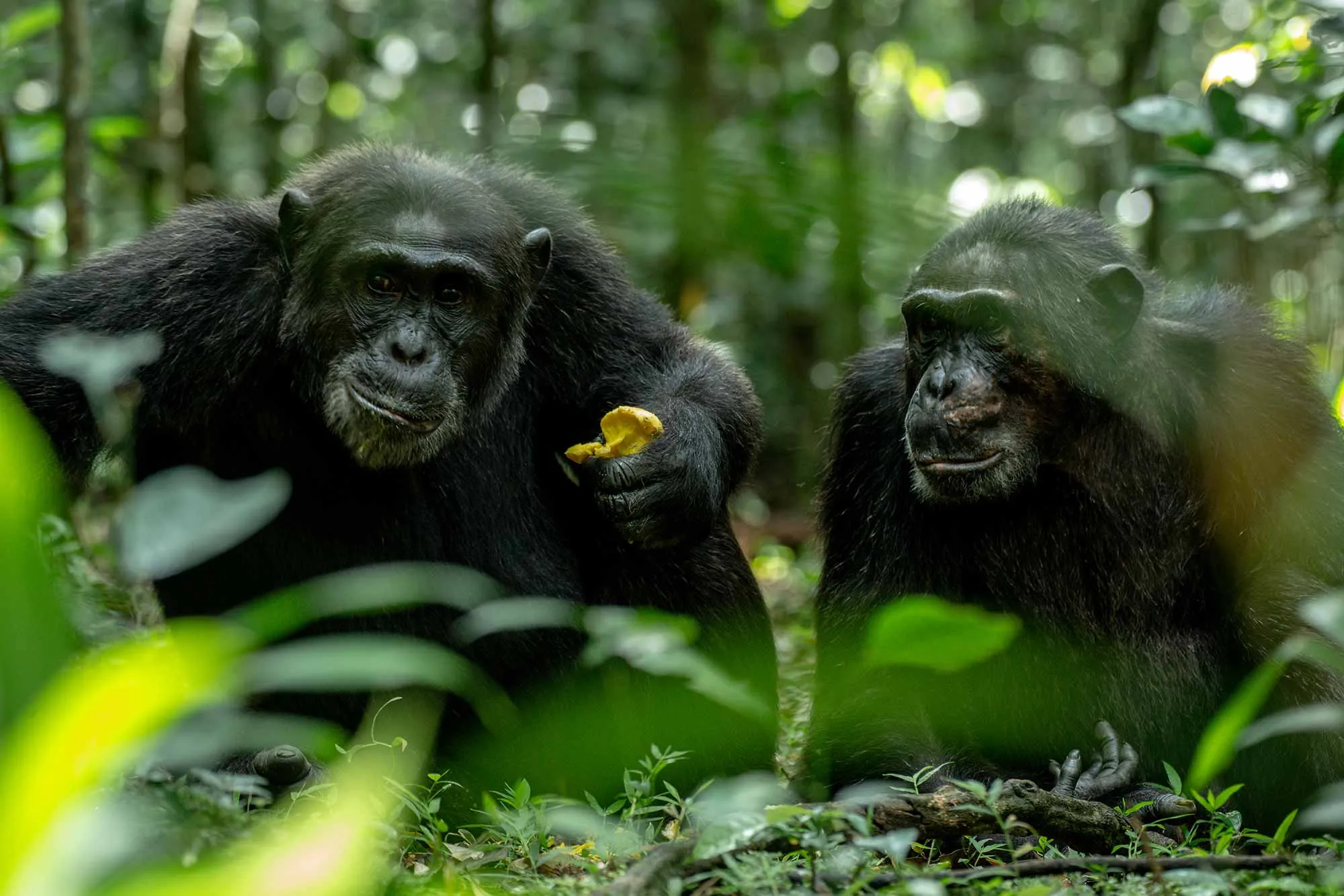 Uganda Gorillas, Chimps & Wildlife Lodge Safari