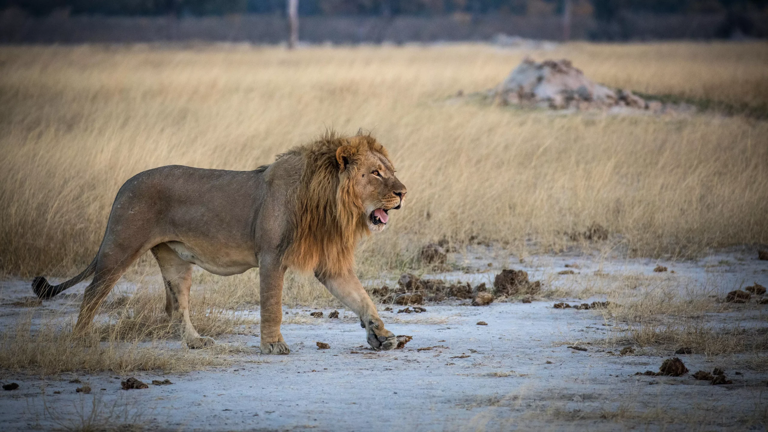 6 Day Zimbabwe Safari (Overland Camping Tour)