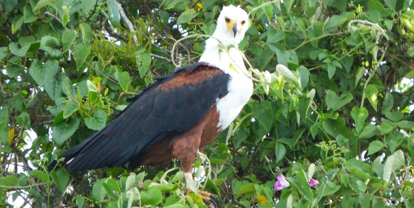 4-days-birding-rwanda-african-fish-eagle