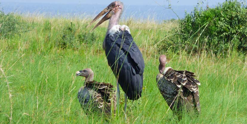 birding-uganda-rwanda-yellow-billed-stork