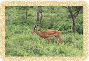 Impalas on Lake Mburo National Park