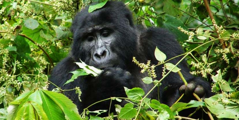 3 Days Gorilla Tracking Bwindi forest | Gorilla trek safari in Uganda - Gorilla adventure tour