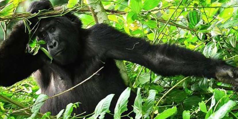 3 Days Gorilla Tracking Rwanda