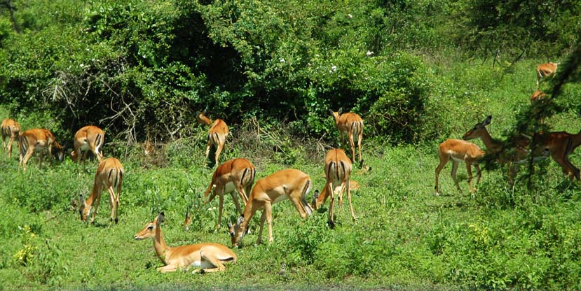antelopes uganda in lake mburo national park