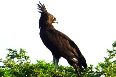11 Days Birding Uganda
