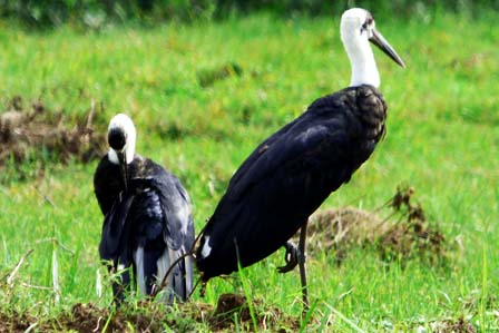 4 Days Birding Rwanda