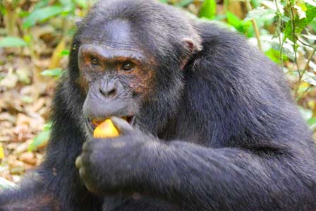 Chimpanzees Uganda