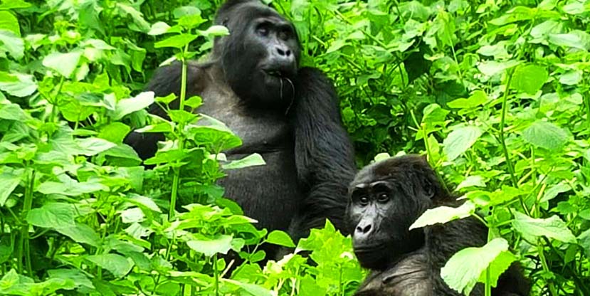 gorilla tracking / gorilla trekking Bwindi - Gorilla adventure tour