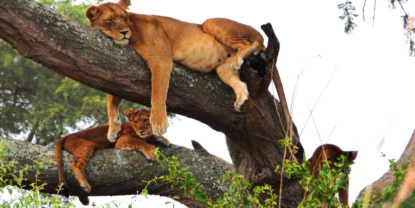Tree climbing lion in Queen Elizabeth National Park