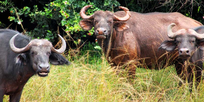 Buffaloes spotted on a 3 Days Akagera Safari trip rwanda