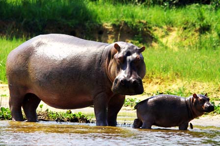 9 Days Uganda wildlife safari - 3 Days Murchison Falls Safari - Wildlife tour