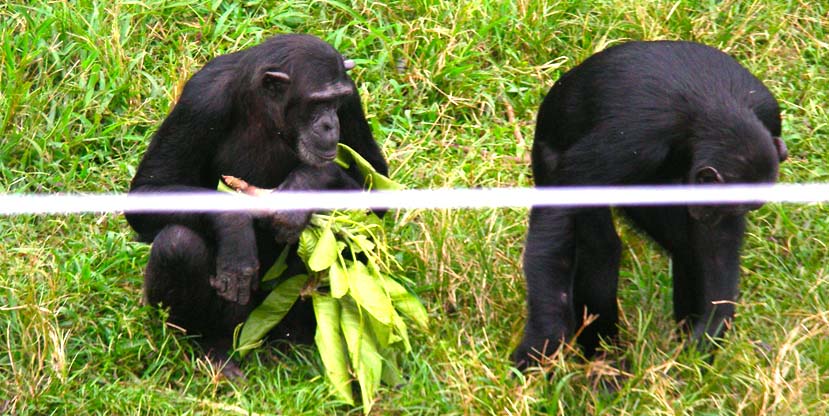 Chimpanzees at Ngamba Island Chimpanzee Sanctuary