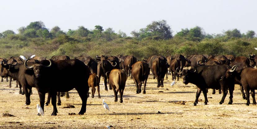 Buffaloes in Kidepo Valley National Park