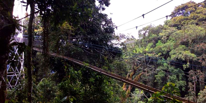 Canopy trail in the Nyungwe National Park